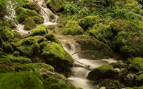 Free Download Stream Forest Jungle Timelapse Rocks Stones Moss Hd