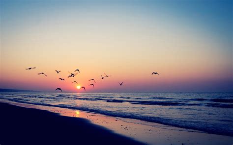 Hintergrundbilder Sonnenlicht Vögel Sonnenuntergang Meer Ufer