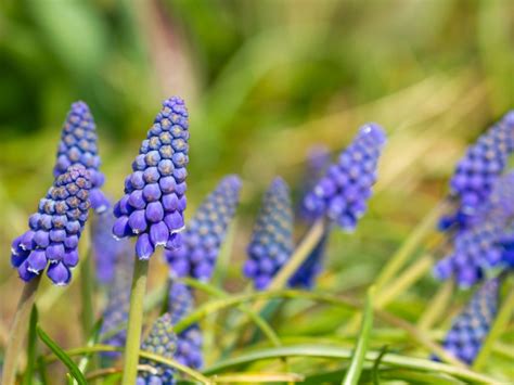 Post Bloom Grape Hyacinth Care What To Do With Muscari Bulbs After