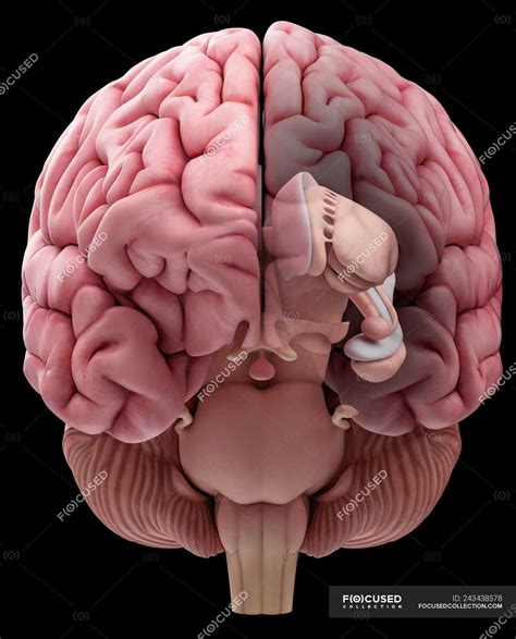 Illustration Of Realistic Human Brain Anatomy On Plain Background