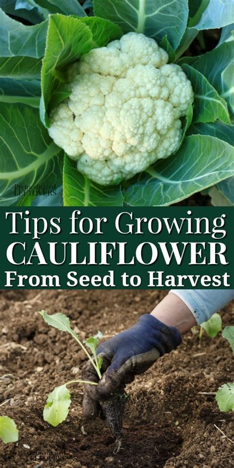 Tips For Growing Cauliflower In Your Garden