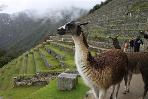 It belongs to the select group of mega diverse countries because of the presence of the andes, amazon rainforest, and the pacific ocean. Peru and its Incan culture