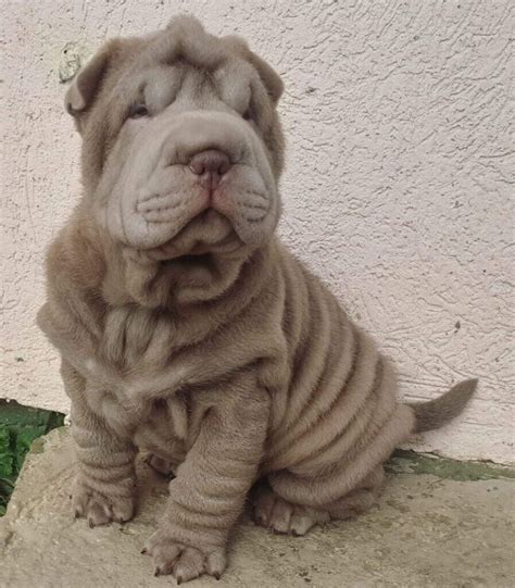 Beautiful Blue And Lilac Shar Pei Puppies In Belfast City Centre