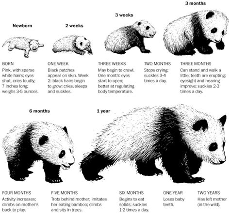 Everything You Need To Know About Baby Pandas In One Chart The