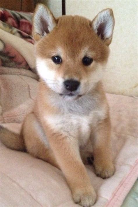 Adorable Shiba Inu Fluffy Face L2sanpiero