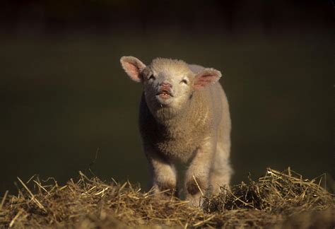 Lamb Puckering Photograph By Jerry Shulman Fine Art America