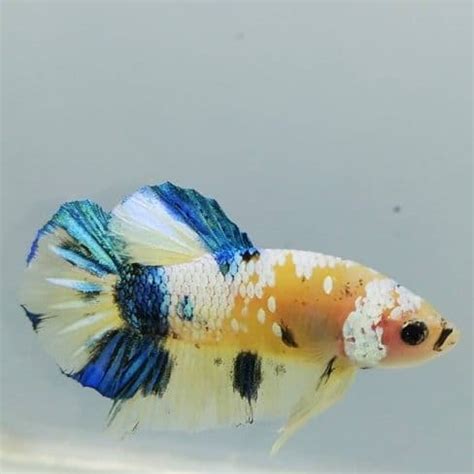 This is a beautiful fish can be kept in aquarium dumbo aaa ear bettas females for sale. Blue and Yellow Betta Fish Medium Size - Center of betta ...