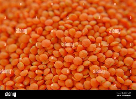 Orange Lentil Grits Lentil Groats Background Cereals And Legumes