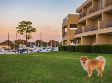 Then use this pet friendly accommodations guide to learn about san diego hotels and motels that allow dogs, cats, and other pets. Pet Friendly Hotel San Diego | The Dana on Mission Bay