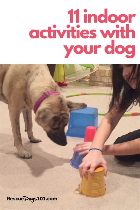 11 Fun Games To Play With Your Dog Inside Dog Entertainment Brain