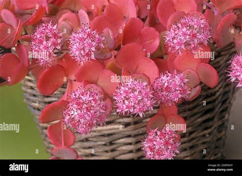 Siebolds stonecrop fotografías e imágenes de alta resolución - Alamy