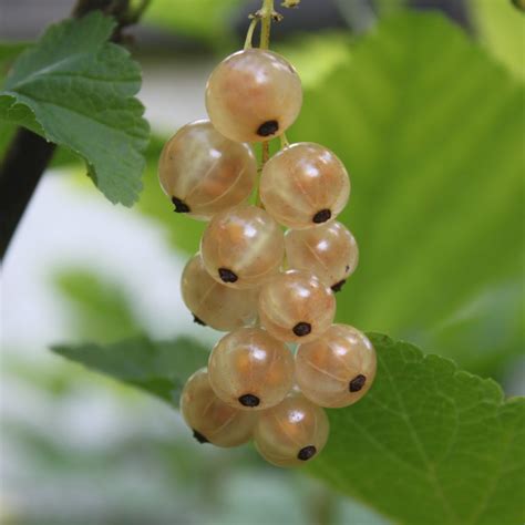Groseiller Blanc Ribes Rubrum Versaillaise Blanche Fleurir Son Jardin