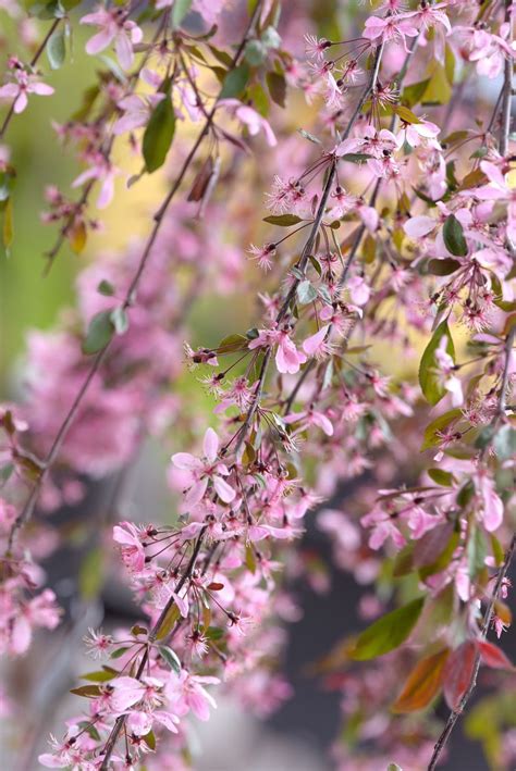 Early Spring Flowers Spring Blooms Pink Blossom Blossom Flower