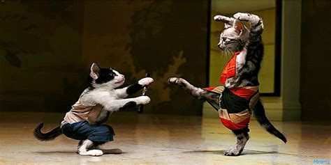 Funny Kung Fu Cats Wallpaper Background Wallpaper Gallery