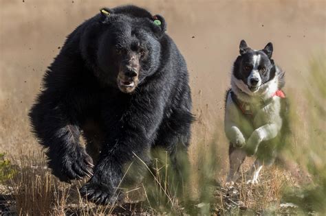These Dogs Scare Bears Away—to Protect Them Karelian Bear Dog Bear