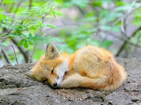 Baby Fox Sleeping Fox Pups Fox Pictures Baby Red Fox
