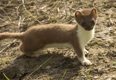Free Picture Weasel Short Tailed Mammal Mustela Erminea