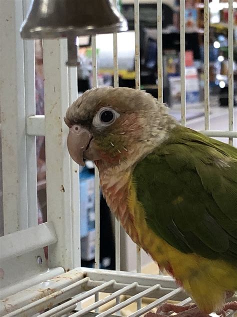 I Love Cracking Pin Feathers But This Pet Store Conure Wasnt
