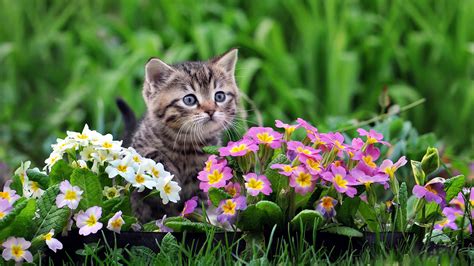 Brown Black Cat Kitten Is Sitting Near Yellow White Purple Flowers In