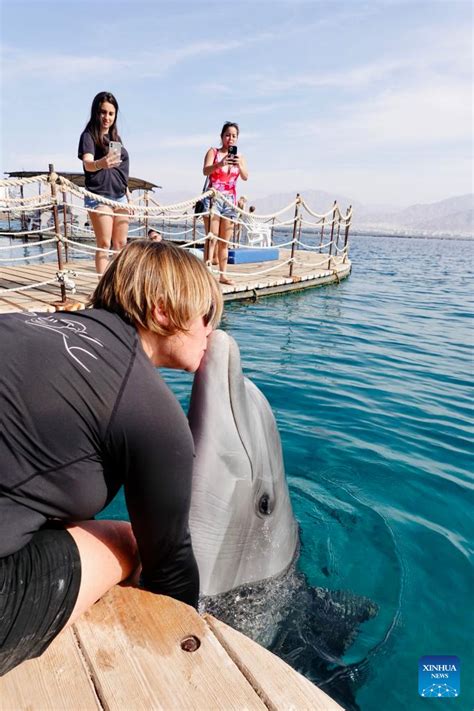 Feature Co Existence Of Dolphins Human Beings In Southernmost Israel