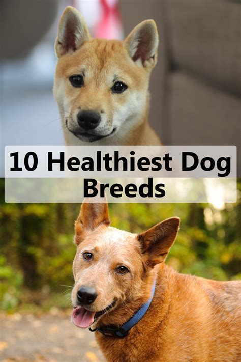 The hairs on this insulated coat are short, fluffy, thick and usually on dogs that live in cold. 10 Healthiest Dog Breeds: With Few Medical Issues ...