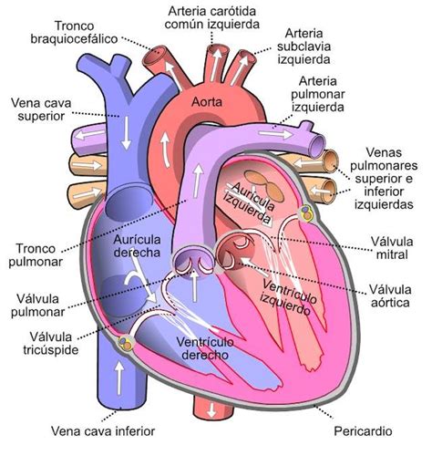 El Aparato Circulatorio Partes Y Funciones Pequeocio Diagrama Del