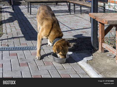 Dog Eats Food His Bowl Image And Photo Free Trial Bigstock