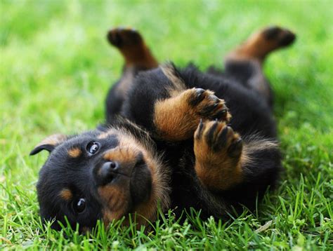 Rottweiler puppies for sale in ny under 500. rottie | Baby rottweiler, Rottweilerwelpen, Babyhunde