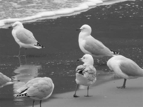 Sandy Bay Seagulls Seagull Mother Nature Sandy Bird Animals