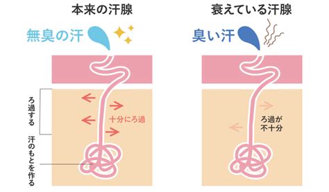 頭皮が臭い原因と対策！洗ってもクサい頭のニオイをなくす18の方法 ボデオ360（bodeo）公式通販｜シックスセンスラボ