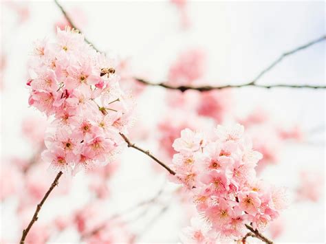 Blossoming Pink Sakura Tree In Spring Garden · Free Stock Photo