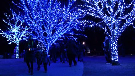 Illumination Tree Lights At The Morton Arboretum Nctv17
