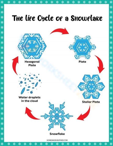 The Life Cycle Of A Snowflake Worksheet