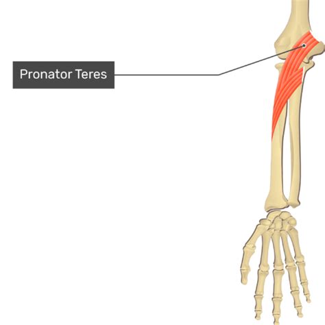 Pronator Teres Attachments Action And Innervation Getbodysmart