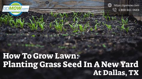 How To Grow Lawn Planting Grass Seed In A New Yard At Dallas Tx Gomow