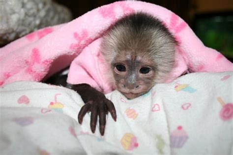 Baby Chimpanzee Monkey For Sale Peepsburghcom