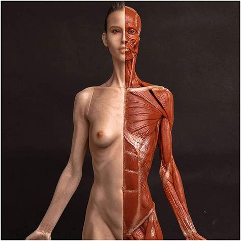 Buy Skeleton Anatomy Model Female Anatomy Figure Mannequin Drawing