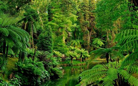 Landscape Nature Tree Forest Woods Jungle Garden Wallpaper 2560x1600