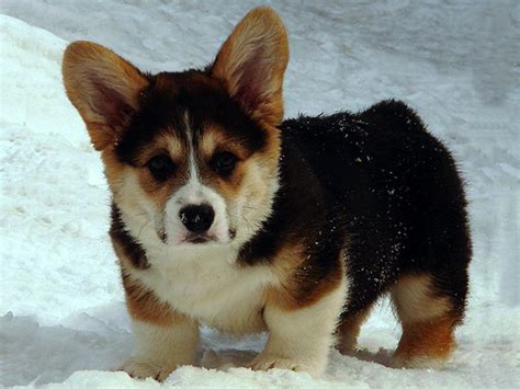 The pembroke wesh corgi is one of the two representative species of the welsh corgi dog breed, the other being the cardigan welsh corgi. Welsh corgi pembroke Kennel ALFAWISH, Moscow, Russia. Our ...