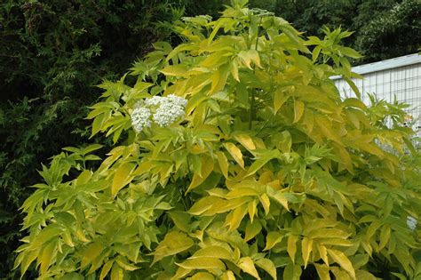 Sambucus Canadensis Aurea From Nvk Nurseries My Xxx Hot Girl