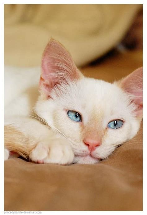 She has wanted one for years and has healthy male cat. 70 best Flame point Siamese cats images on Pinterest ...