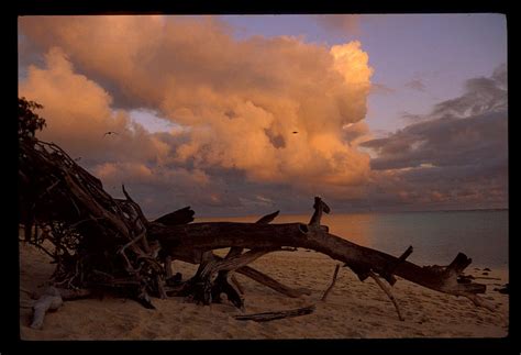 Driftwood Under Cloudy Sunset Island Sea Beach Wood Clouds Sky