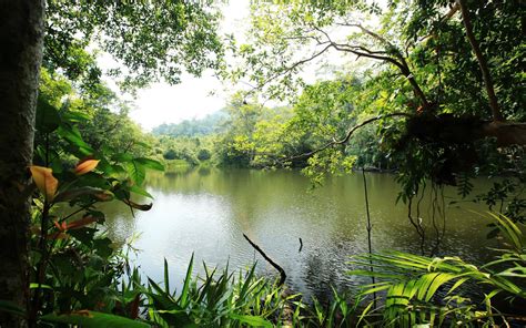 Trophic Landscape Jungle River Lake Water Rain Forest Lush Green