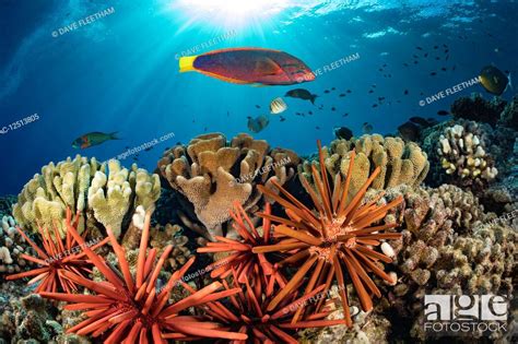 Colourful Coral Reef And Schooling Fish Hawaii United States Of