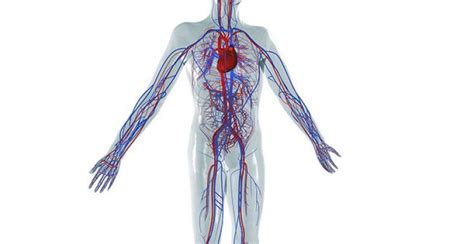 Das menschliche lymphsystem schauen sie sich diese coole ursprünglichen anatomischen diagramm von 1908 zeigt eine nahaufnahme des menschlichen lymphatischen systems. Herz-Kreislauf-System: Anatomie | Herz kreislauf system, Anatomie des menschen, Herz kreislauf