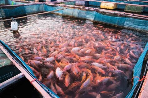 Tilapia In Aquaculture Farm Freshwater Fish Farming Stock Photo My