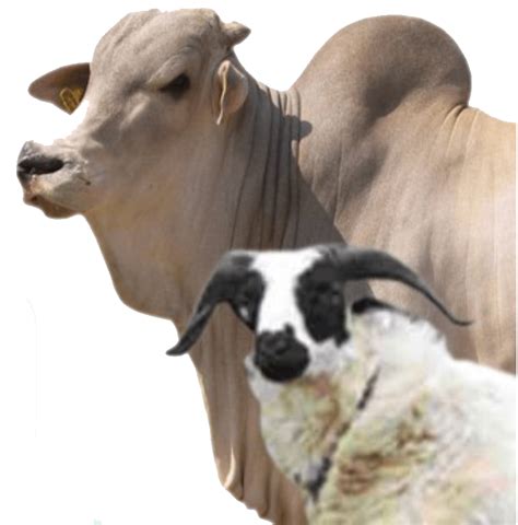 Contoh surat penawaran hewan qurban. Jual Kambing Kurban 2018 | Harga Termurah‎ ~ Hewan Qurban