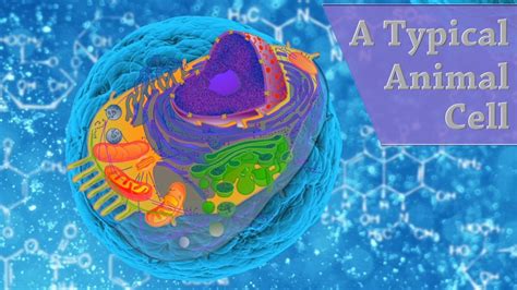 A Typical Animal Cell Video Wisc Online Oer