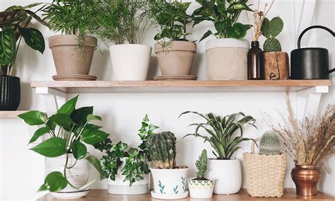 How To Grow Plants Indoors Without Sunlight Magazine Hubs