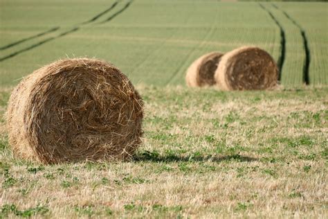 Hay Bale 1 Free Photo Download Freeimages
